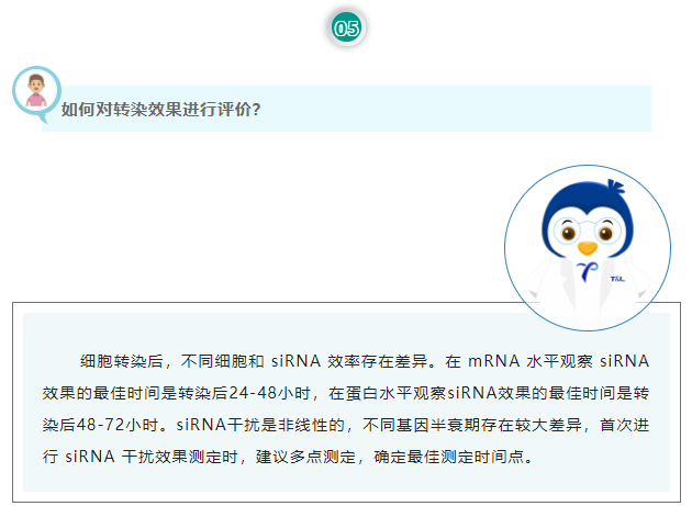 如何对转染效果进行评价？细胞转染后，不同细胞和 siRNA 效率存在差异。在 mRNA 水平观察 siRNA 效果的最佳时间是转染后24-48小时，在蛋白水平观察siRNA效果的最佳时间是转染后48-72小时。siRNA干扰是非线性的，不同基因半衰期存在较大差异，首次进行 siRNA 干扰效果测定时，建议多点测定，确定最佳测定时间点。